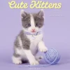 2026 Graphique Animals Monthly Wall Calendar, 12" x 12", Cute Kittens, January To December, CY97626