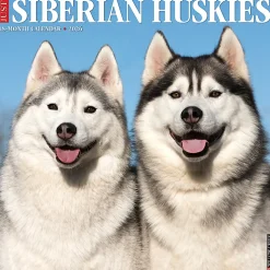 2026 Willow Creek Press Animals Monthly Wall Calendar, 12" x 12", Siberian Huskies, January To December, 52792