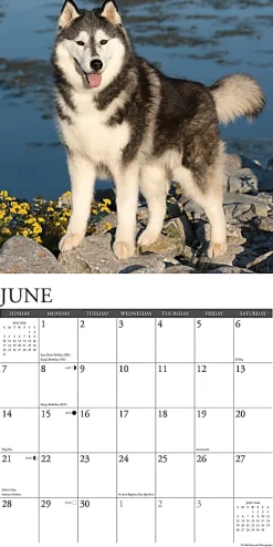 2026 Willow Creek Press Animals Monthly Wall Calendar, 12