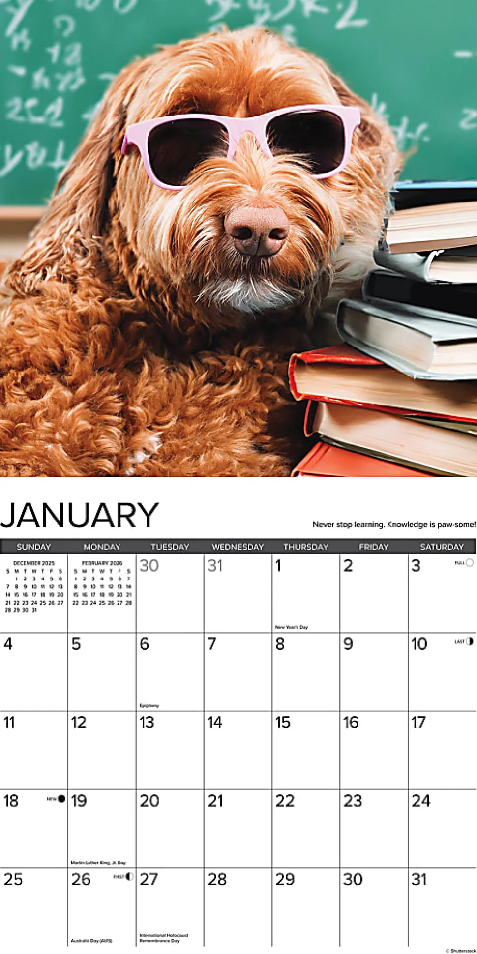 2026 Willow Creek Press Animals Monthly Wall Calendar, 12" x 12", What Dogs Teach Us, January To December, 53164