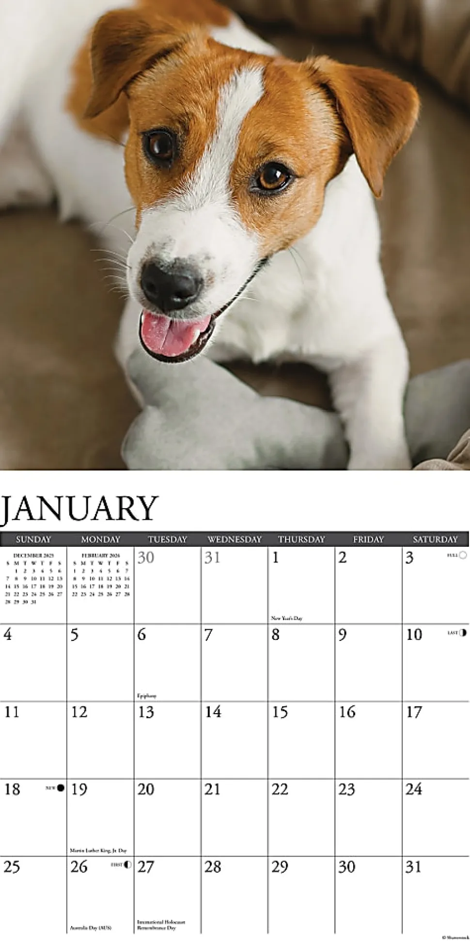 2026 Willow Creek Press Animals Monthly Wall Calendar, 12" x 12", Jack Russells, January To December, 51627