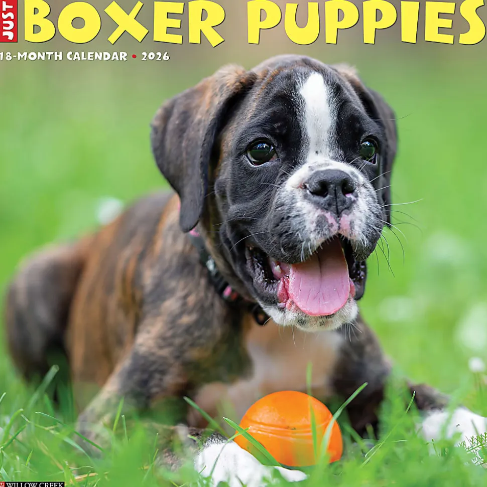 2026 Willow Creek Press Animals Monthly Wall Calendar, 12" x 12", Boxer Puppies, January To December, 50361