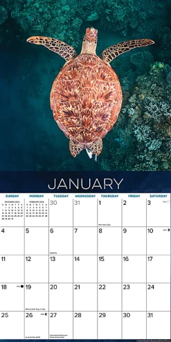 2026 Willow Creek Press Animals Monthly Wall Calendar, 12" x 12", Sea Turtles, January To December, 55540