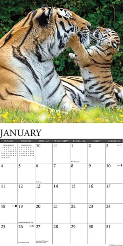 2026 Willow Creek Press Animals Monthly Wall Calendar, 12" x 12", Tigers, January To December, 52969