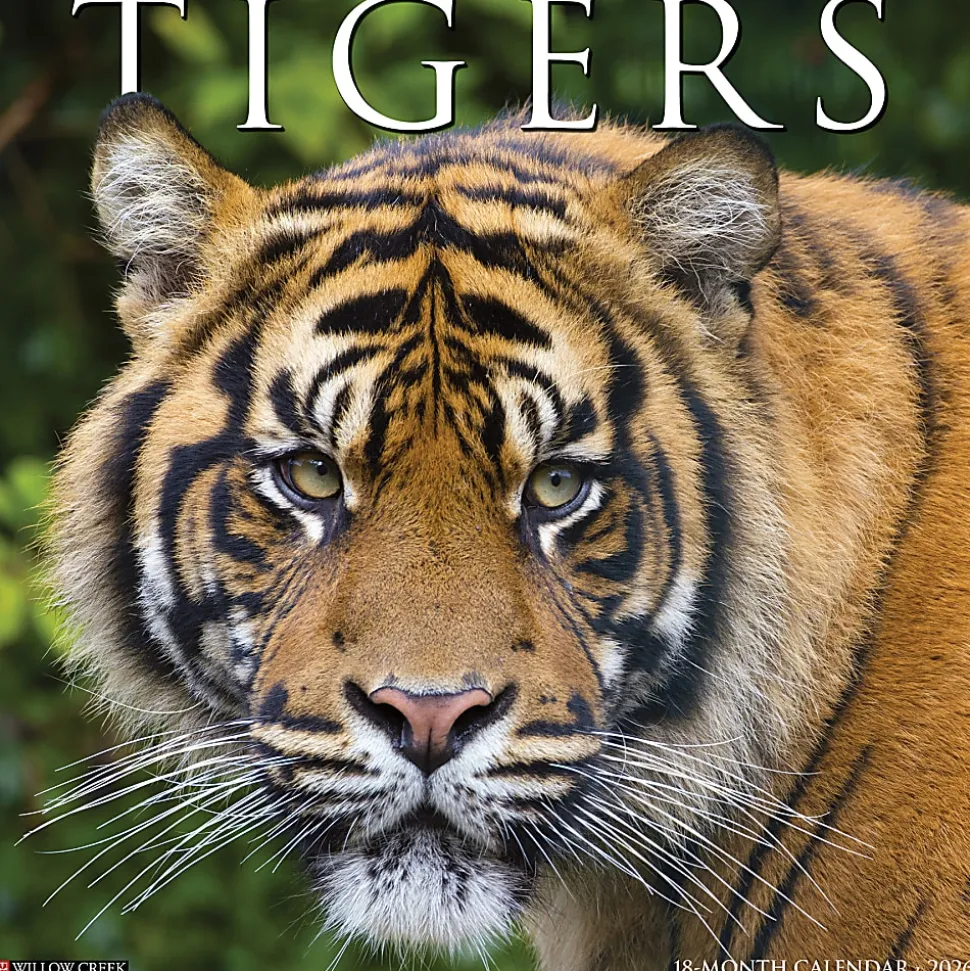 2026 Willow Creek Press Animals Monthly Wall Calendar, 12" x 12", Tigers, January To December, 52969