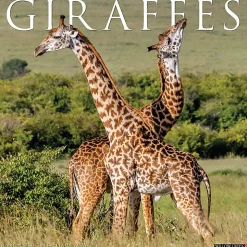2026 Willow Creek Press Animals Monthly Wall Calendar, 12" x 12", Giraffes, January To December, 51276