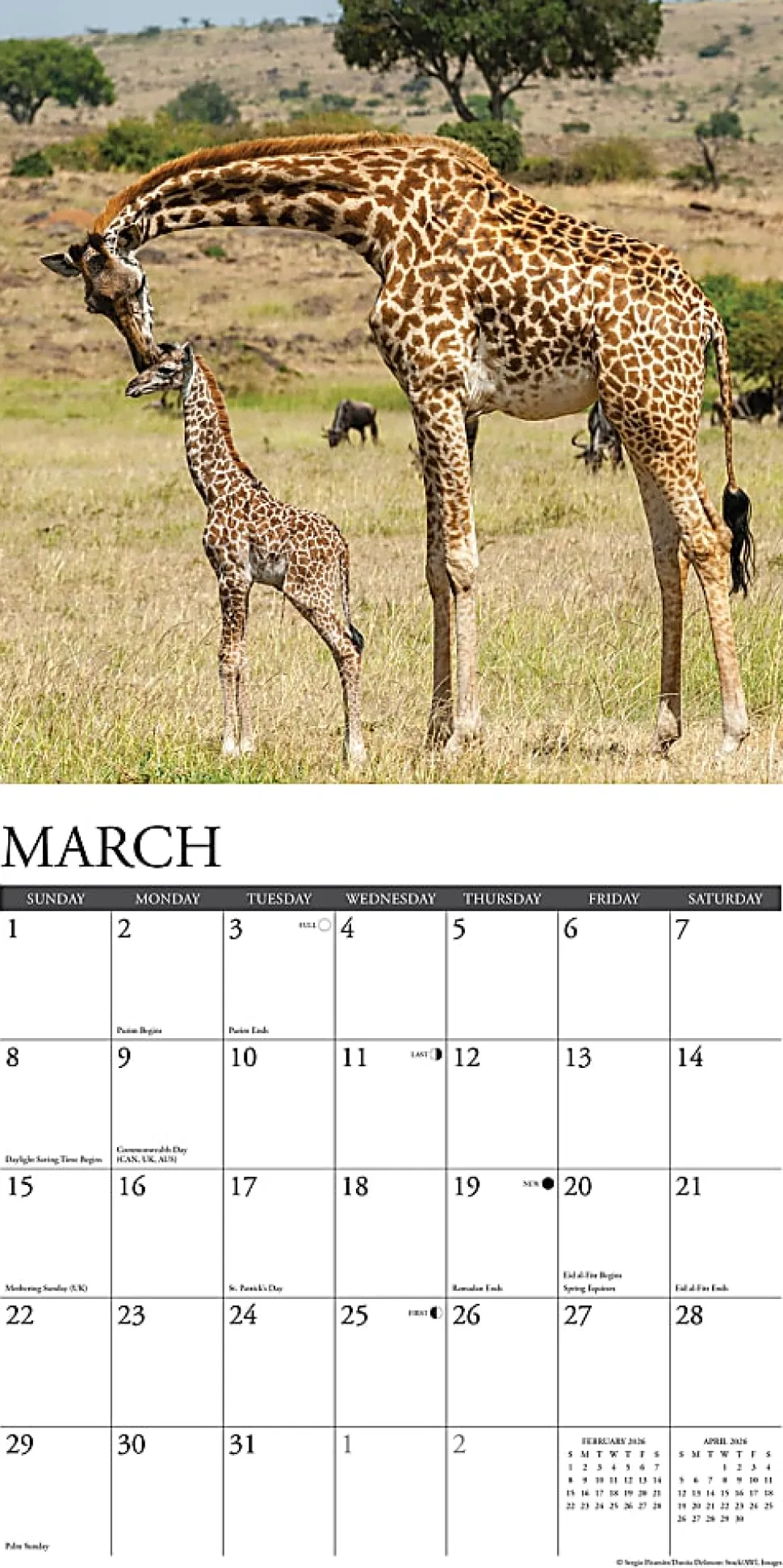 2026 Willow Creek Press Animals Monthly Wall Calendar, 12" x 12", Giraffes, January To December, 51276