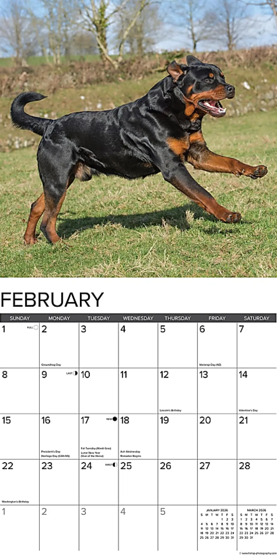 2026 Willow Creek Press Animals Monthly Wall Calendar, 12" x 12", Rottweilers, January To December, 52617