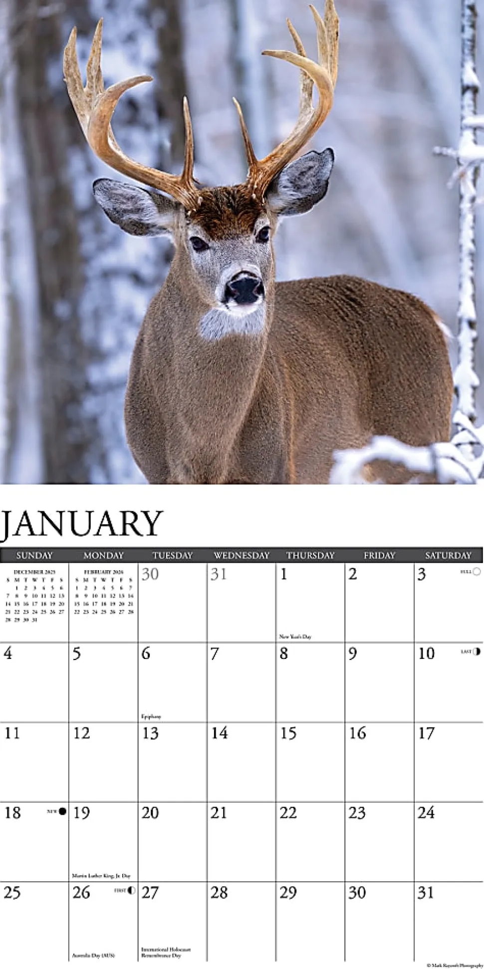 2026 Willow Creek Press Animals Monthly Wall Calendar, 12" x 12", Whitetail Monarchs (Deer), January To December, 53249