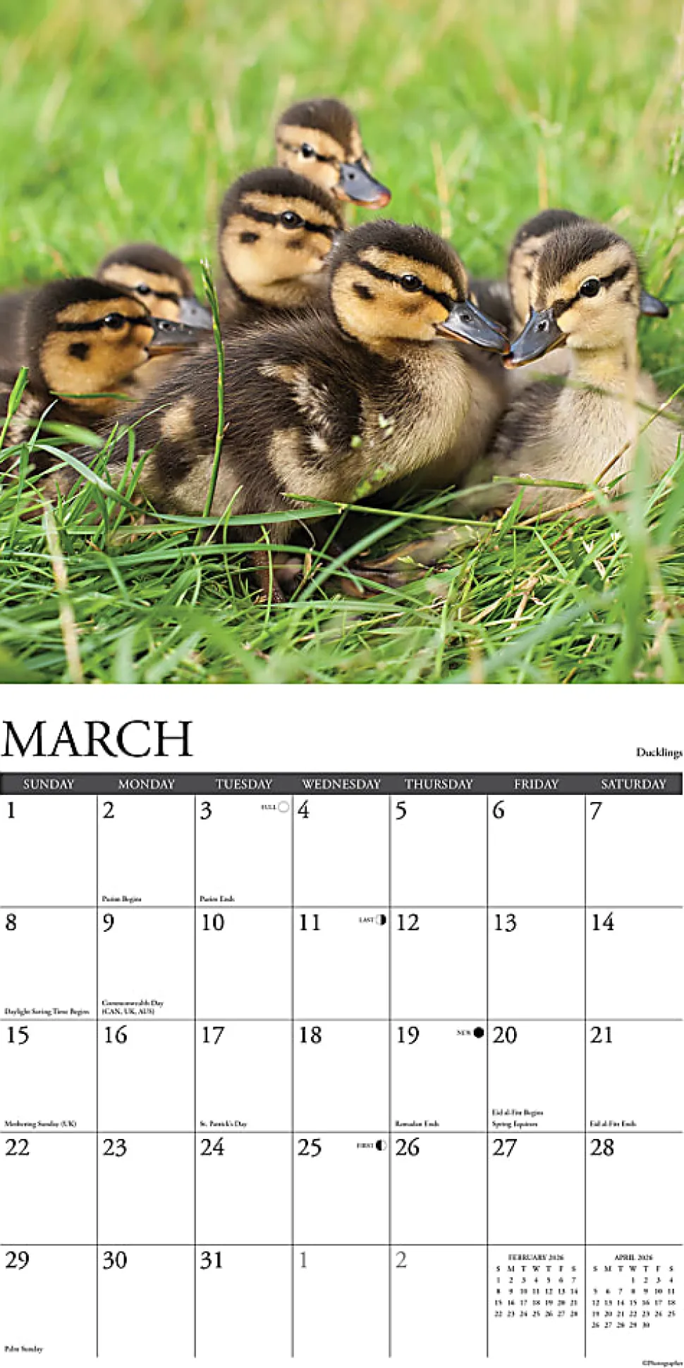 2026 Willow Creek Press Animals Monthly Wall Calendar, 12" x 12", Baby Animals, January To December, 50002