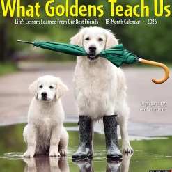 2026 Willow Creek Press Animals Monthly Wall Calendar, 12" x 12", What Goldens Teach Us, January To December, 53188