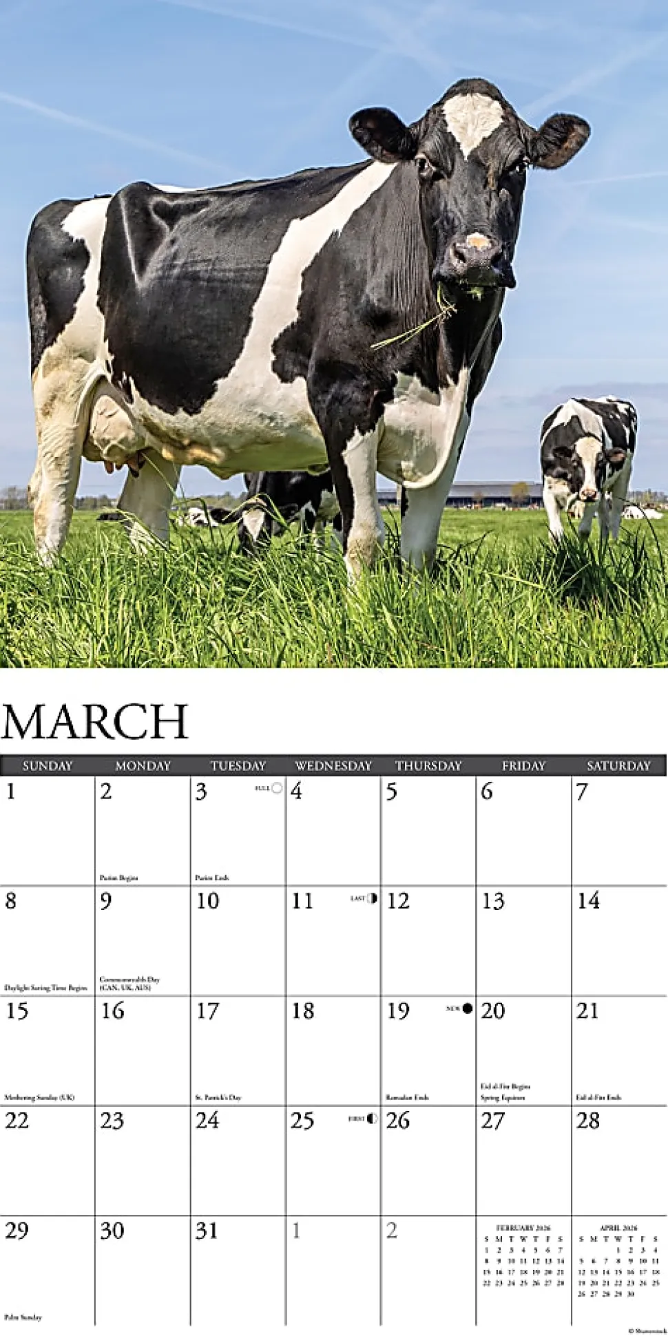 2026 Willow Creek Press Animals Monthly Wall Calendar, 12" x 12", Cows, January To December, 50903