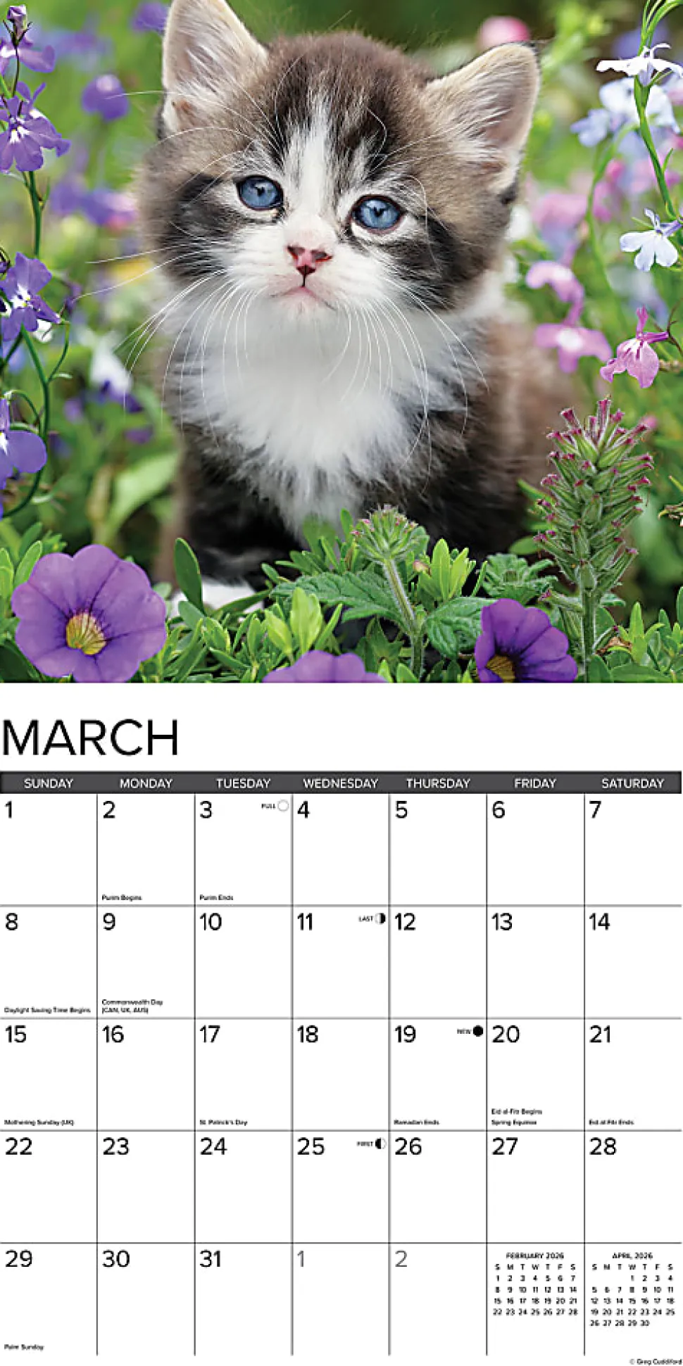 2026 Willow Creek Press Animals Monthly Wall Calendar, 12" x 12", Kittens, January To December, 51696