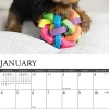 2026 Willow Creek Press Animals Monthly Wall Calendar, 12" x 12", Yorkie Puppies, January To December, 53362