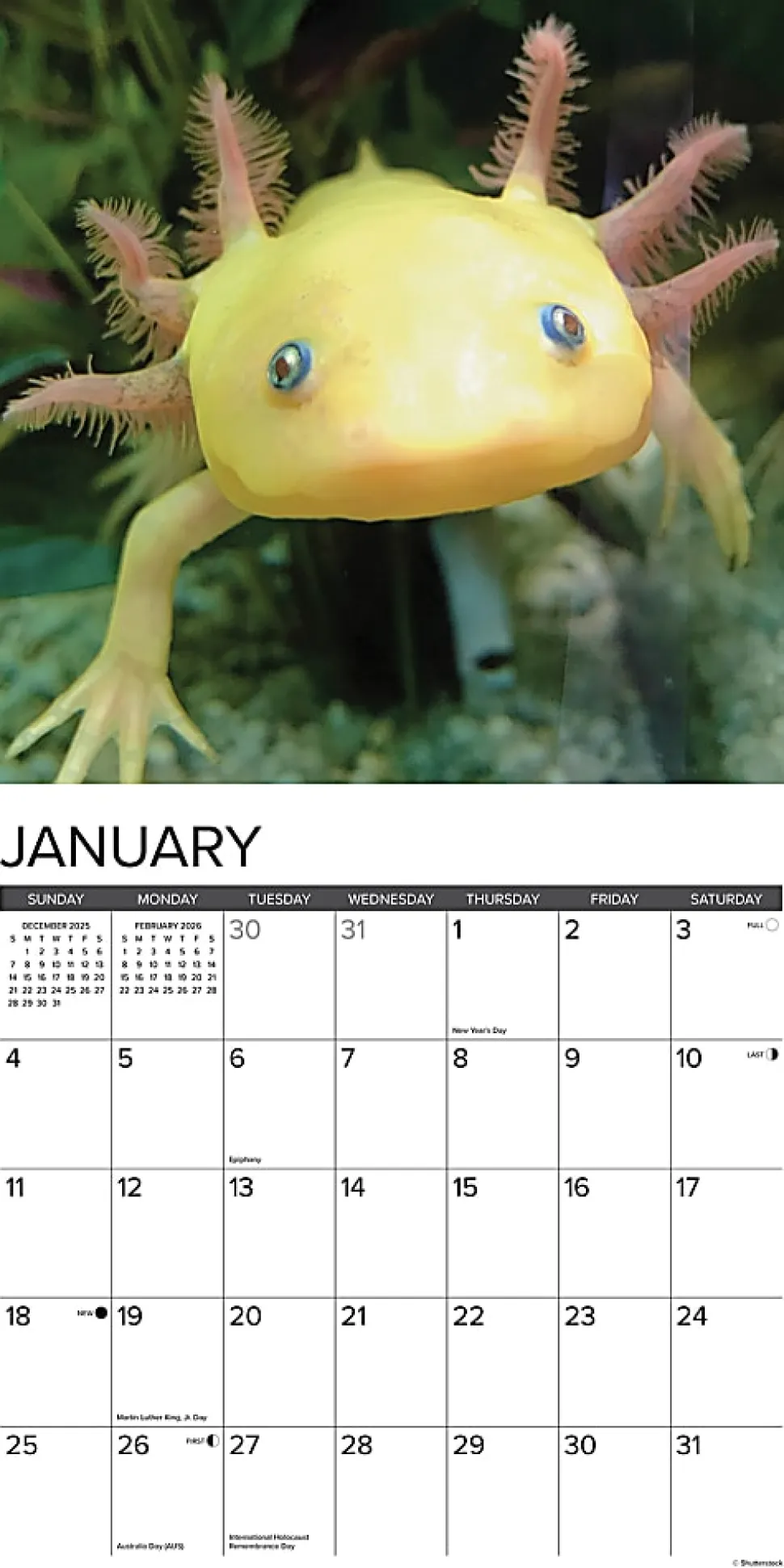 2026 Willow Creek Press Animals Monthly Wall Calendar, 12" x 12", Axolotls, January To December, 49990