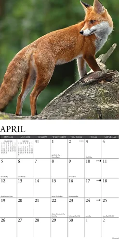 2026 Willow Creek Press Animals Monthly Wall Calendar, 12" x 12", Foxes, January To December, 51146