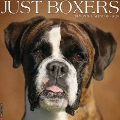 2026 Willow Creek Press Animals Monthly Wall Calendar, 12" x 12", Boxers, January To December, 50378
