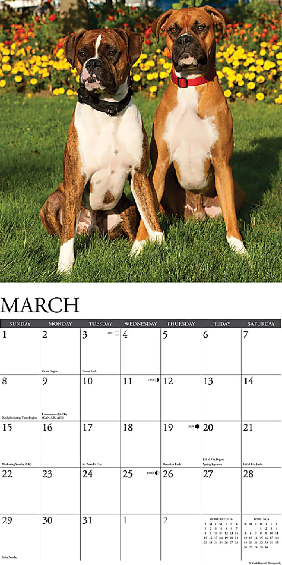 2026 Willow Creek Press Animals Monthly Wall Calendar, 12" x 12", Boxers, January To December, 50378