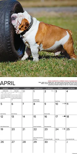 2026 Willow Creek Press Art & Design Monthly Wall Calendar, 12" x 12", Bulldog Bad Boys, January To December, 50415