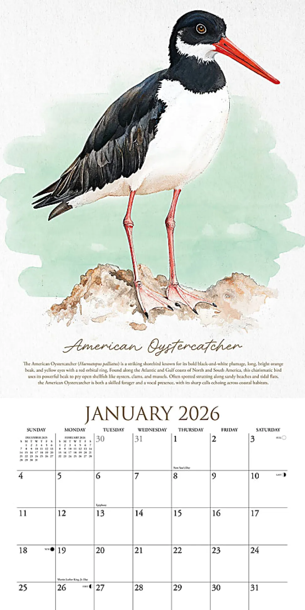 2026 Willow Creek Press Monthly Wall Calendar, 12" x 12", The Art of Birds, January To December, 56332