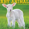 2026 Willow Creek Press Page-A-Day Daily Desk Calendar, 6-1/4" x 5-1/2", Baby Animals, January To December, 53928