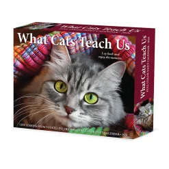 2026 Willow Creek Press Page-A-Day Daily Desk Calendar, 6-1/4" x 5-1/2", What Cats Teach Us, January To December, 54505