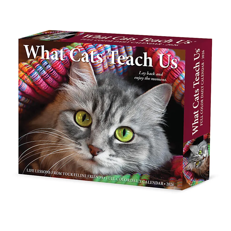 2026 Willow Creek Press Page-A-Day Daily Desk Calendar, 6-1/4" x 5-1/2", What Cats Teach Us, January To December, 54505