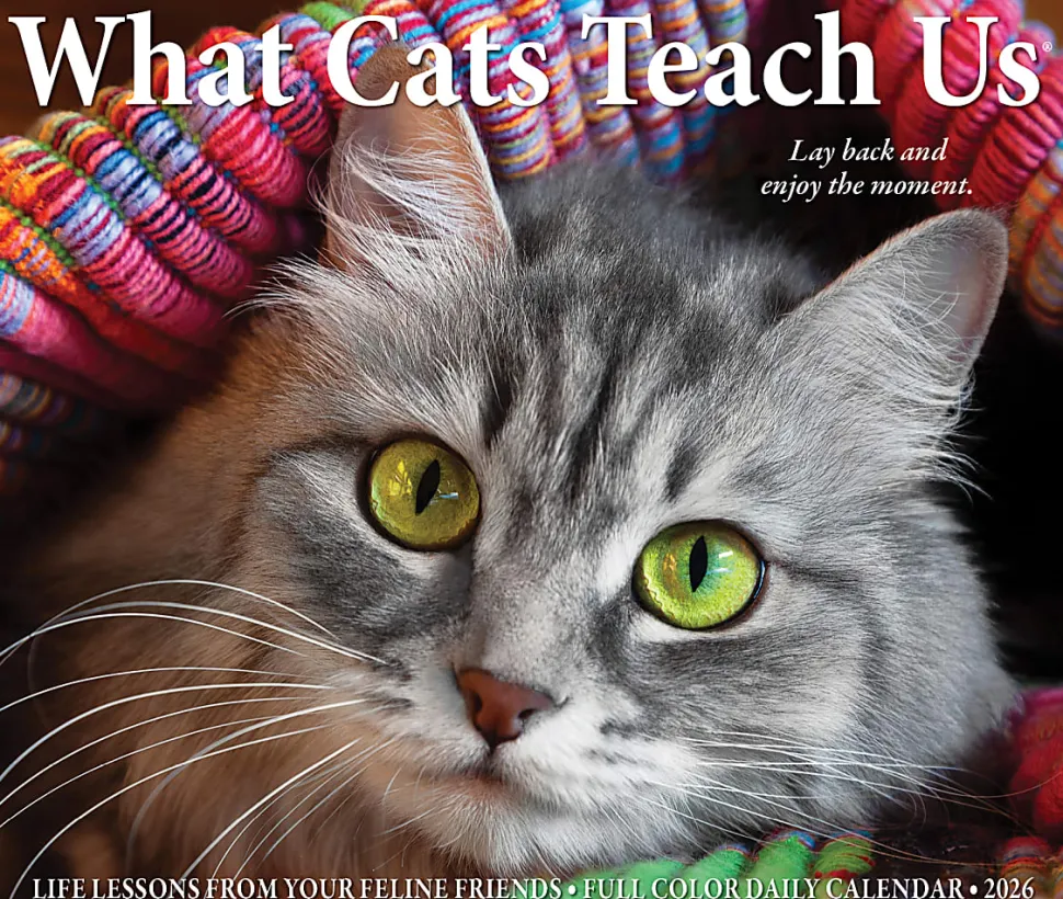 2026 Willow Creek Press Page-A-Day Daily Desk Calendar, 6-1/4" x 5-1/2", What Cats Teach Us, January To December, 54505
