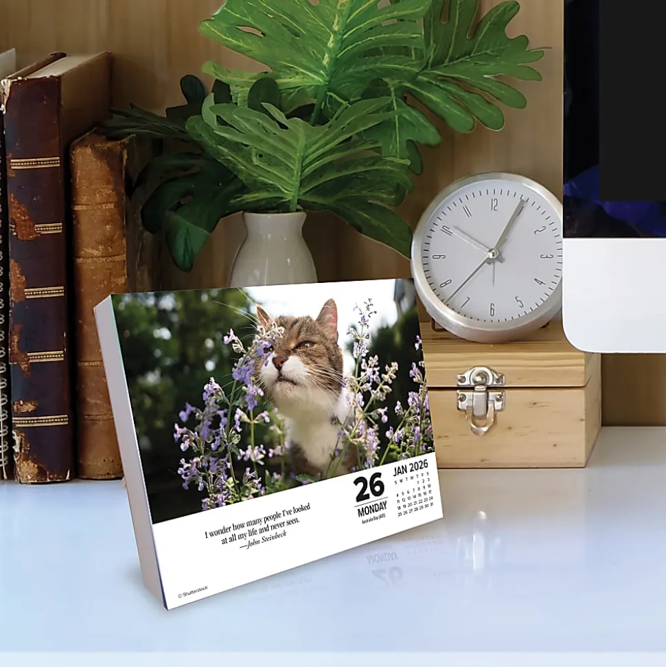 2026 Willow Creek Press Page-A-Day Daily Desk Calendar, 6-1/4" x 5-1/2", What Cats Teach Us, January To December, 54505