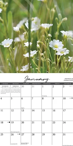 2026 Willow Creek Press Scenic Monthly Wall Calendar, 12" x 12", Wildflowers, January To December, 53294
