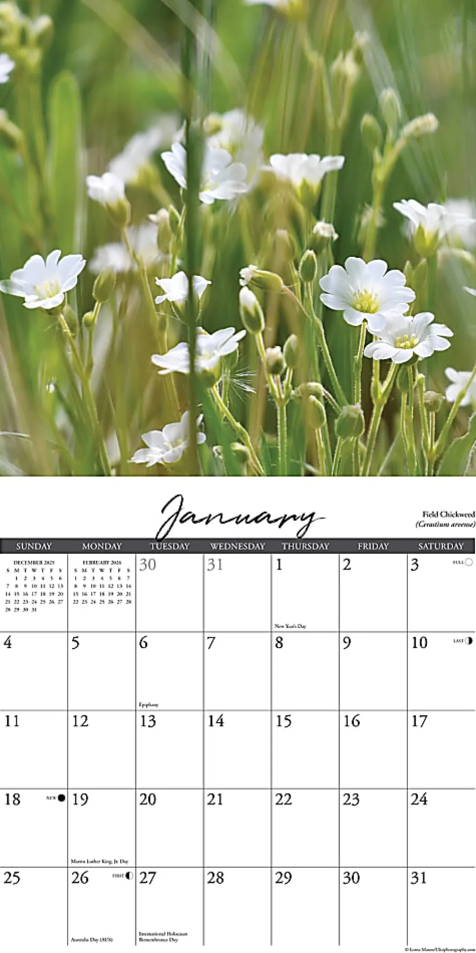2026 Willow Creek Press Scenic Monthly Wall Calendar, 12" x 12", Wildflowers, January To December, 53294