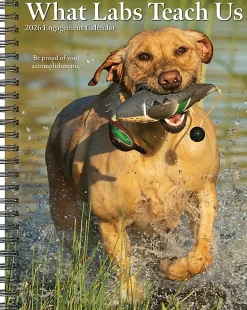 2026 Willow Creek Press Weekly Engagement Calendar, 6-1/2" x 8-1/2", What Labs Teach Us, January To December, 55267