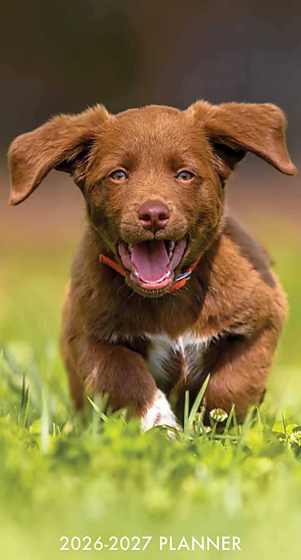 2026-2027 Willow Creek Press 2-Year Monthly Checkbook/Calendar, 3-1/2" x 6-1/2", Puppy Love, January 2026 To December 2027, 56622